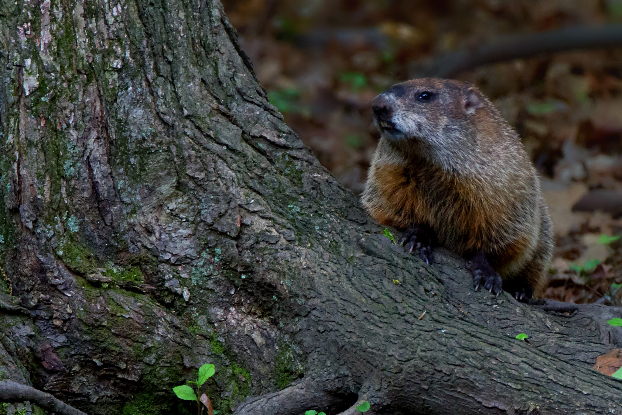 Canon EOS 7D + Canon EF 500mm F4L IS USM sample photo. Groundhog seated on roots photography