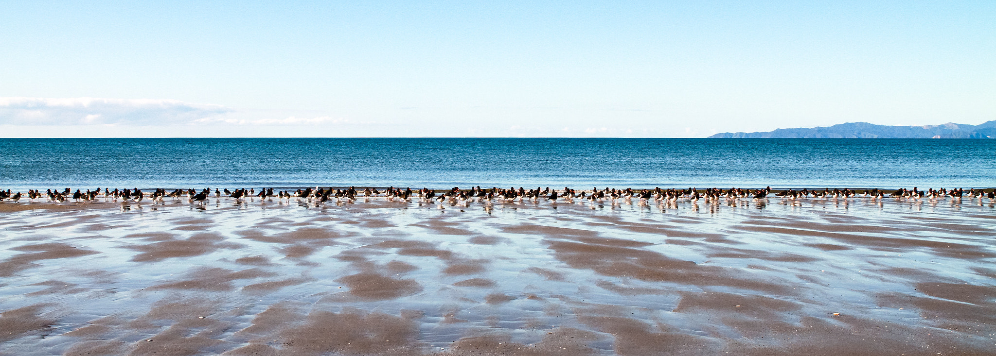 Canon 24-70mm sample photo. Oyster catchers lined up along the shore near collingwood, golden bay, nelson, new zealand. photography