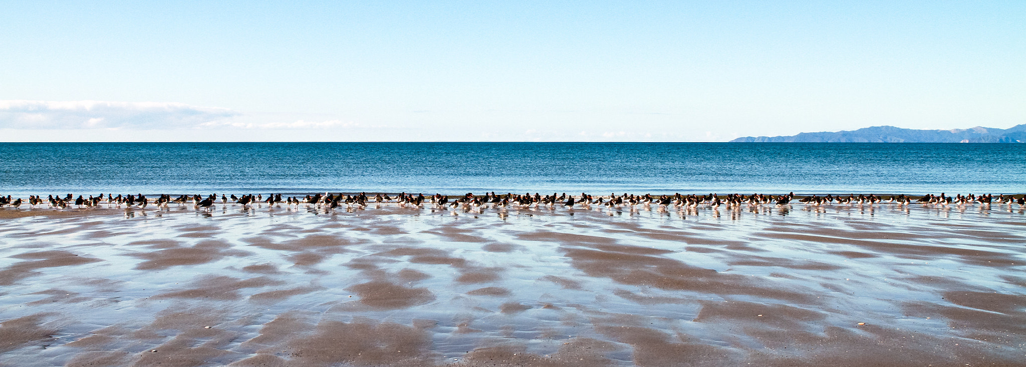 Canon EOS 7D + Canon 24-70mm sample photo. Oyster catchers lined up along the shore near collingwood, golden bay, nelson, new zealand. photography