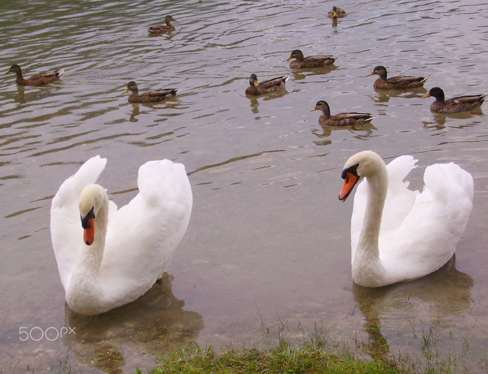 Pentax OPTIO 50 sample photo. Cygnes et canards photography