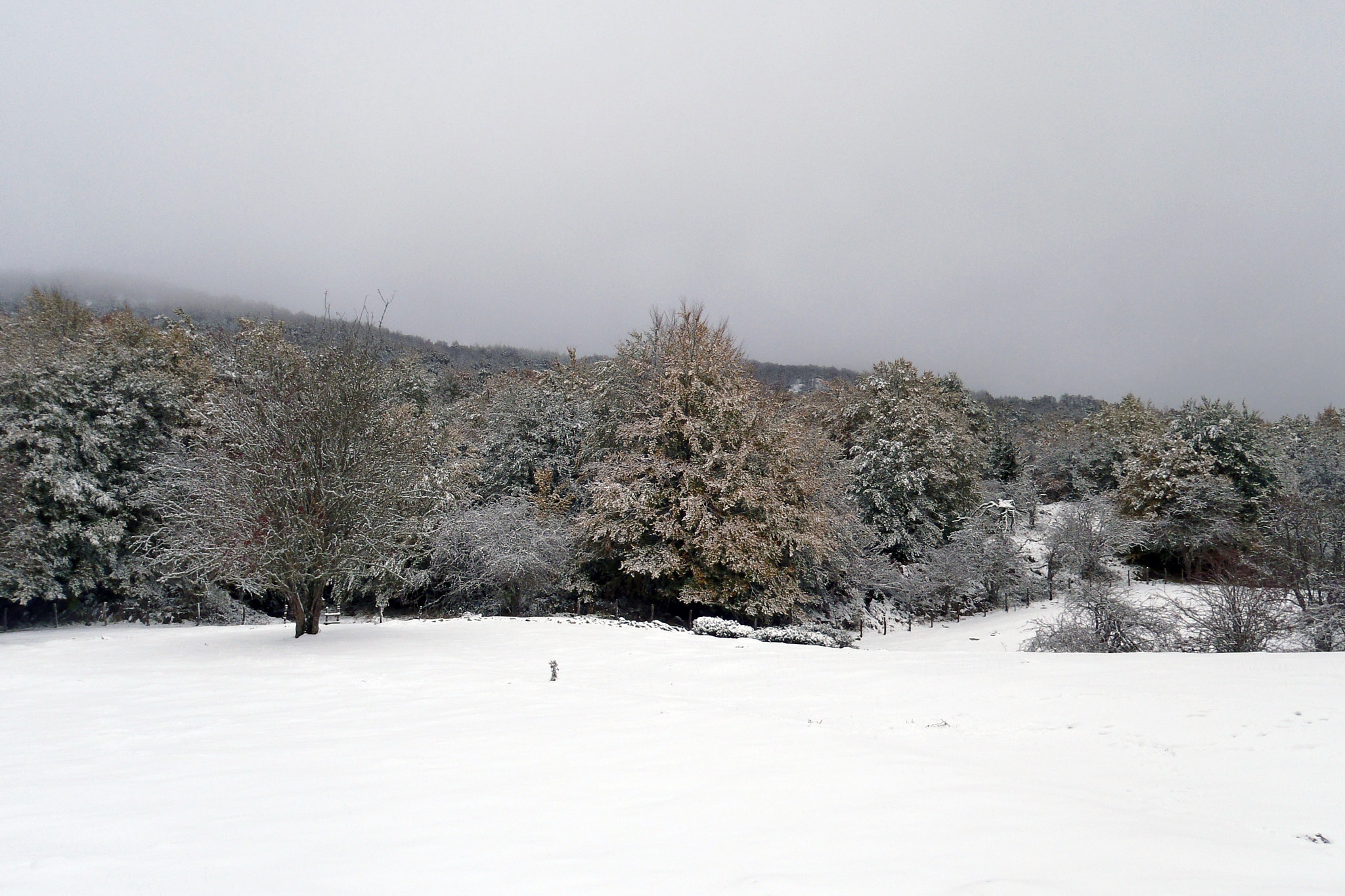 Olympus uTough-3000 sample photo. Primeras nieves. photography