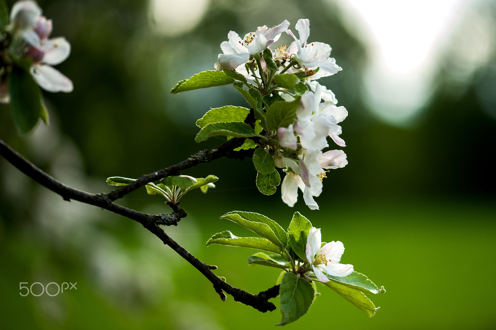 Sony a99 II + 105mm F2.8 sample photo. Apple blossoms photography