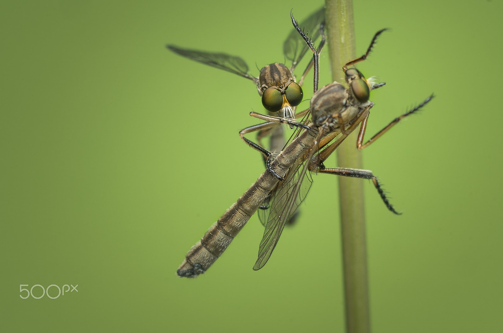 Sony ILCA-77M2 + Sony 100mm F2.8 Macro sample photo. Robberfly caught a robberfly photography