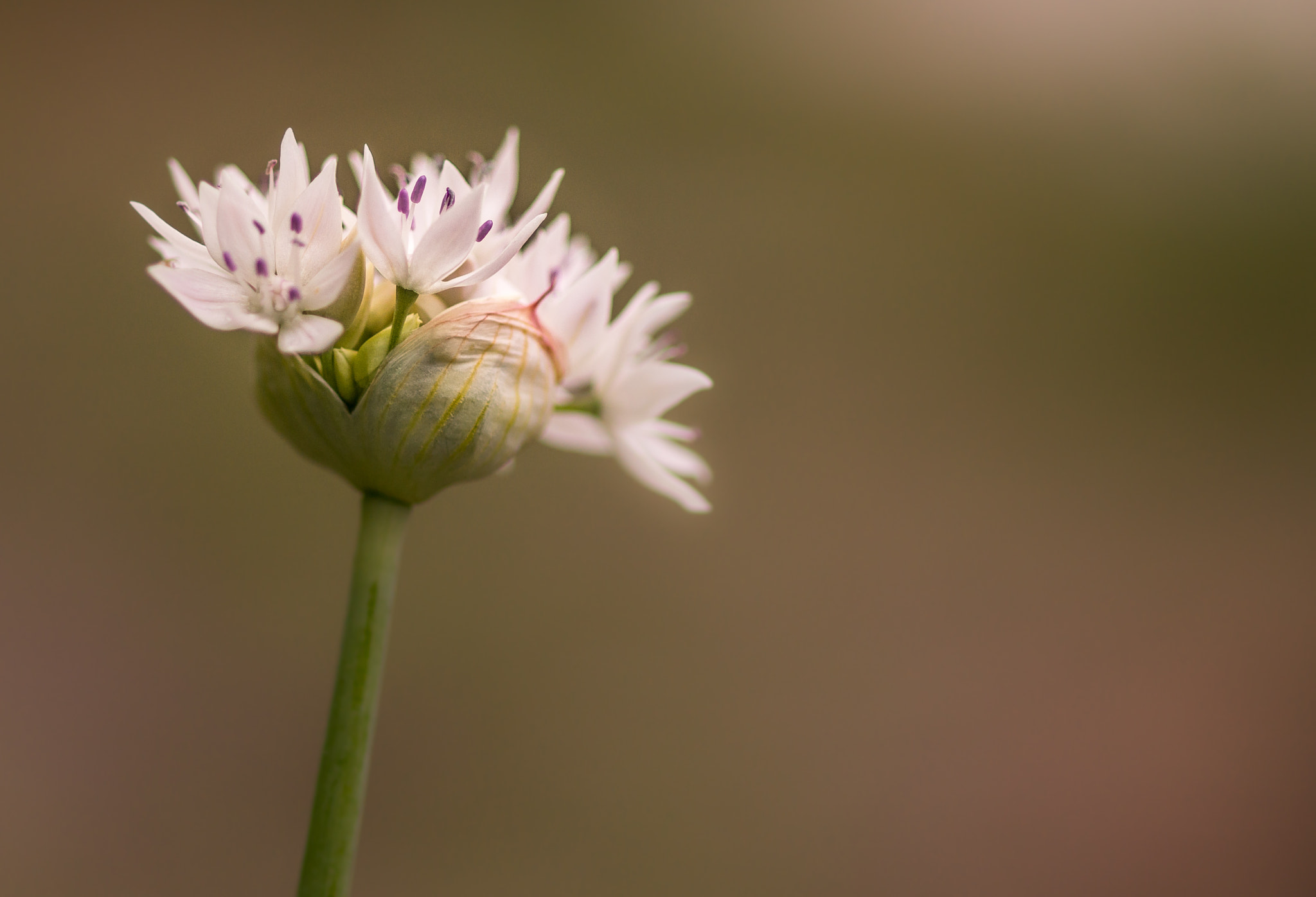 Sony SLT-A77 + Sony 100mm F2.8 Macro sample photo. Graceful photography