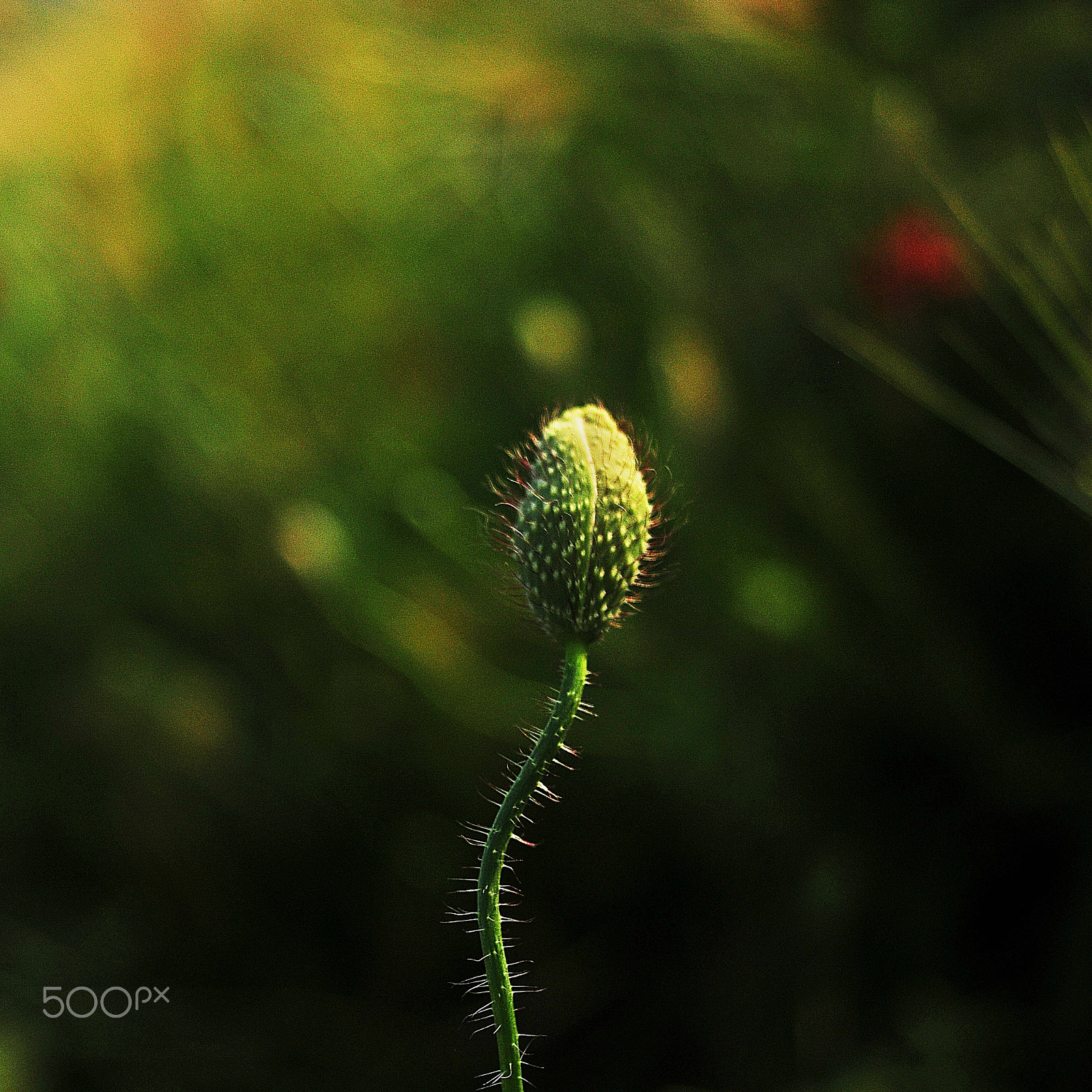 Nikon D300 + Manual Lens No CPU sample photo. The garden poppy photography