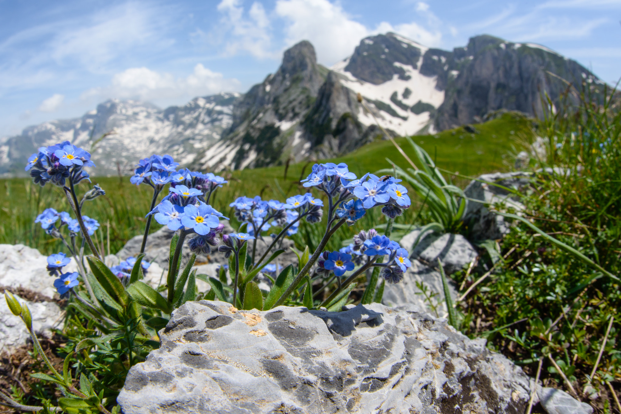Nikon D800 + Sigma 15mm F2.8 EX DG Diagonal Fisheye sample photo. Myosotis alpestris photography
