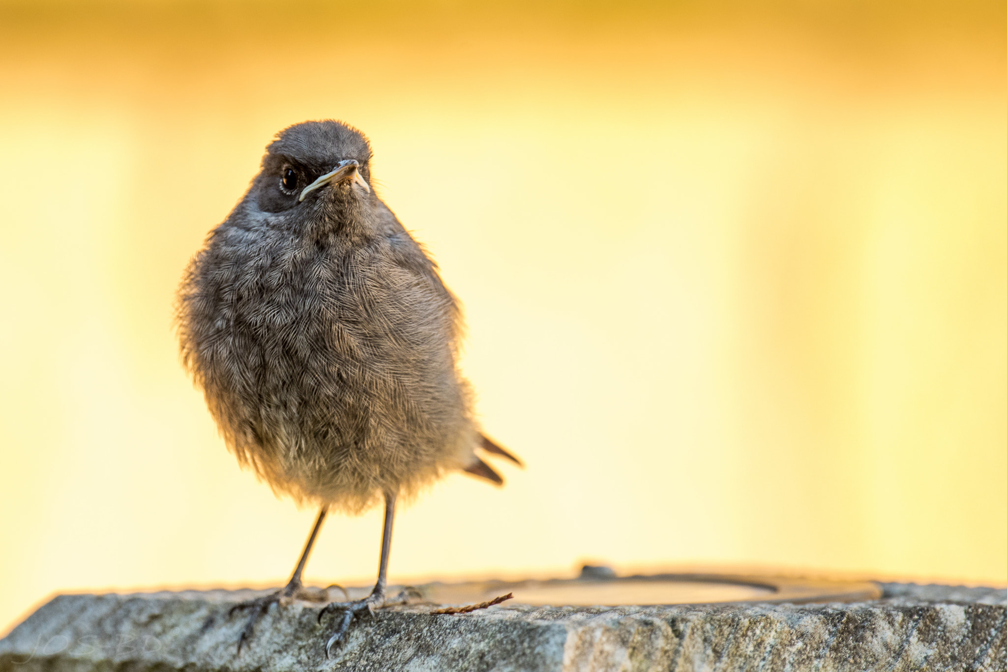 Pentax K-1 sample photo. Angry bird photography