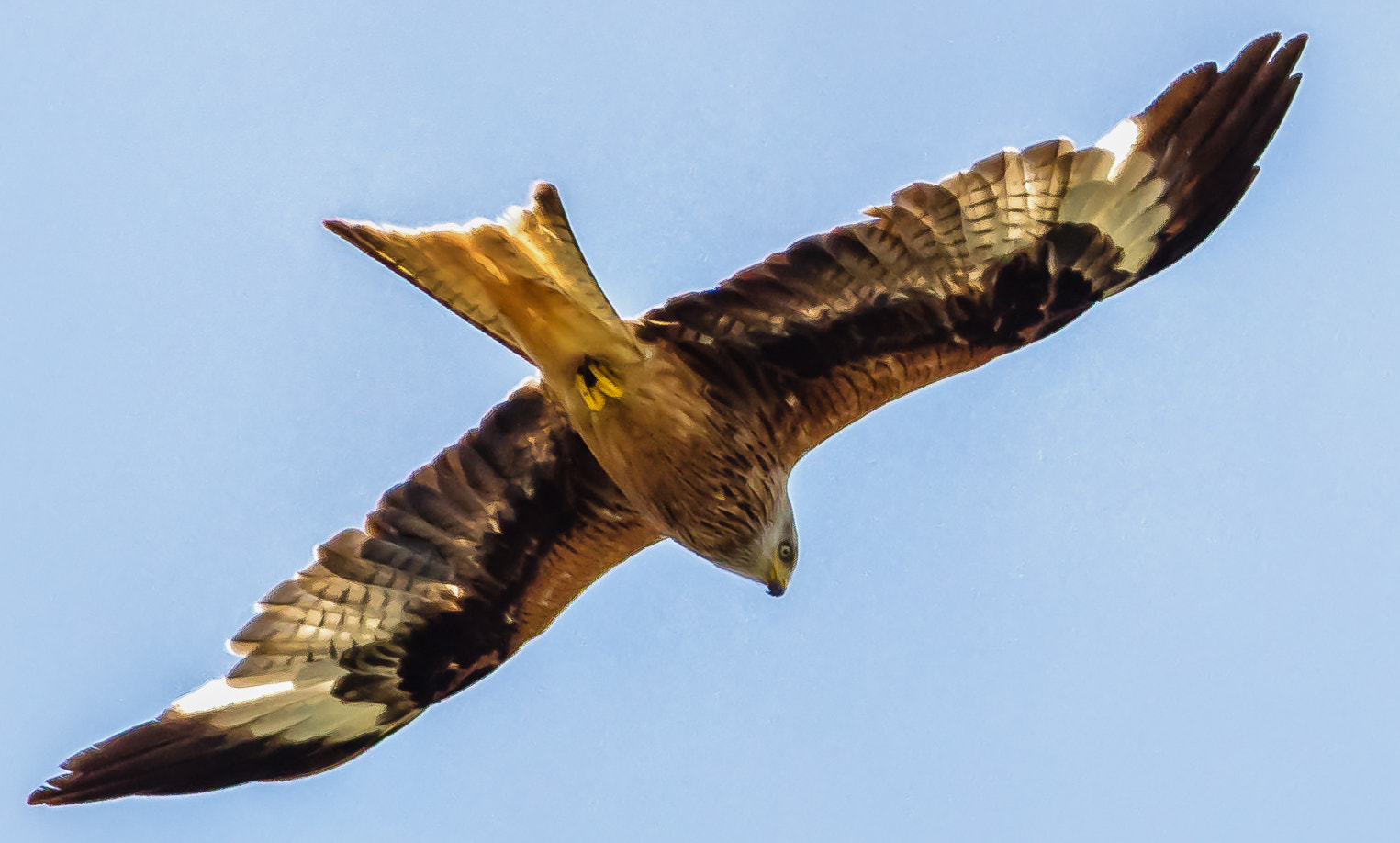 Canon EF 300mm F4L IS USM sample photo. Rotmilan photography