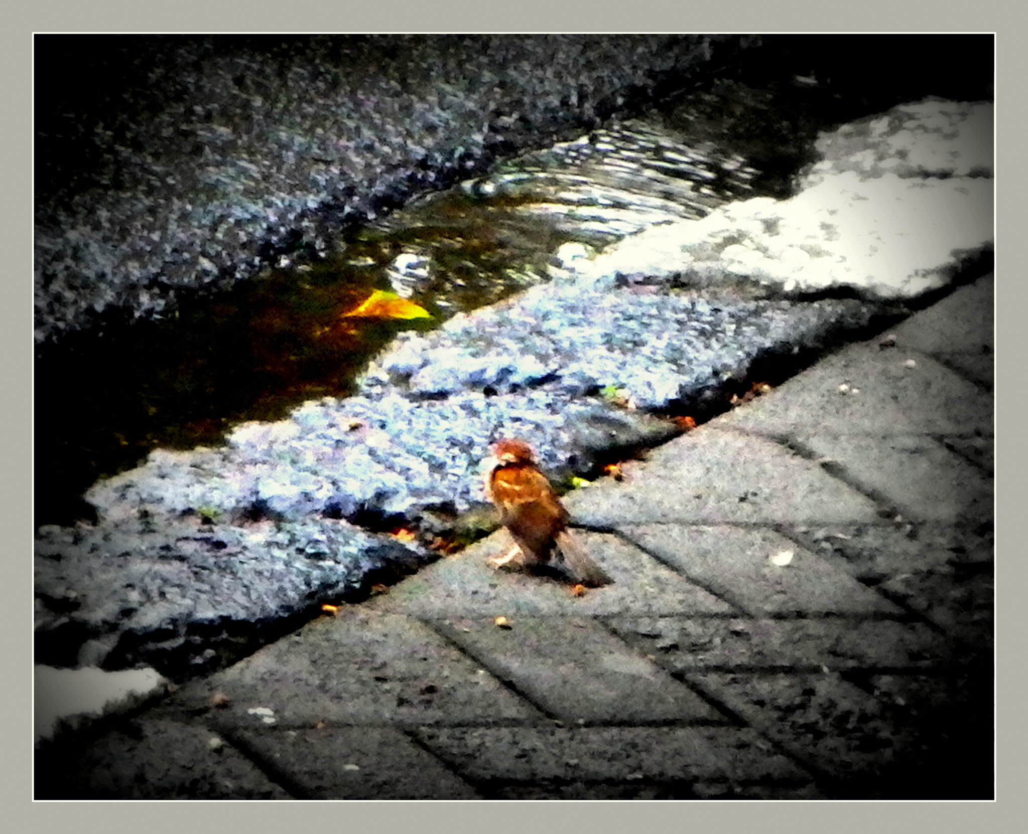 Ricoh WG-4 sample photo. Tiny bird in rain photography