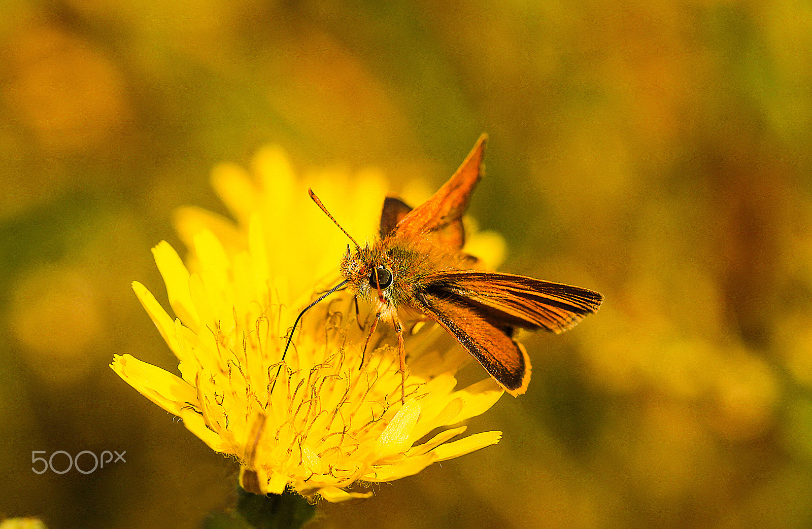 Canon EF-S 60mm F2.8 Macro USM sample photo. Pure gold photography