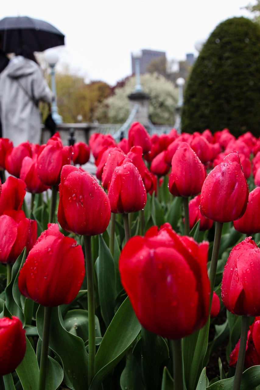 Canon EOS 650D (EOS Rebel T4i / EOS Kiss X6i) sample photo. Tulips photography