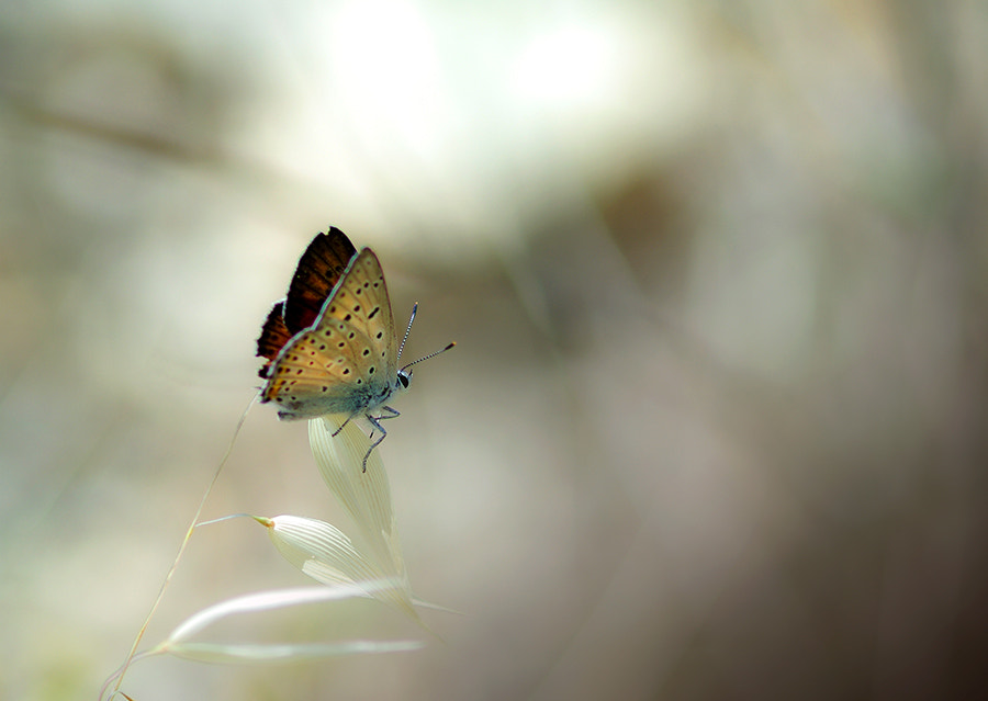 Pentax K20D + smc PENTAX-FA Macro 100mm F2.8 sample photo. Wild life photography