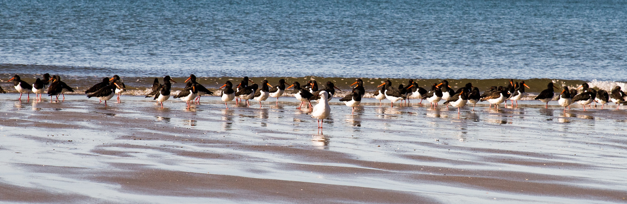 Canon 24-70mm sample photo. Seagull among the oyster catchers. he forgot his jacket. photography