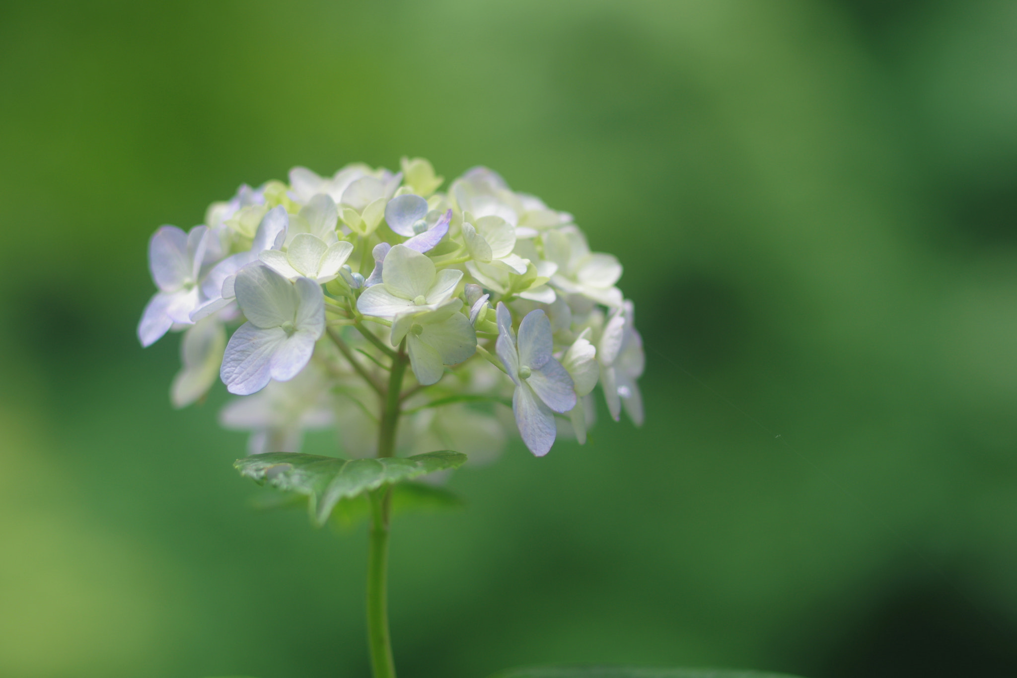 Pentax smc FA 77mm 1.8 Limited sample photo. Azisai photography
