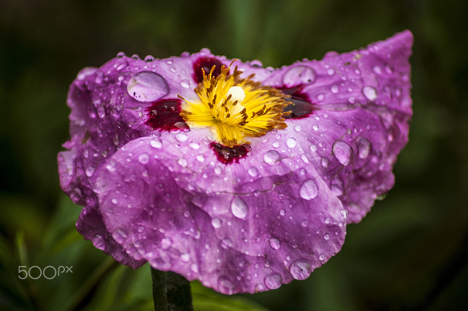 Nikon D40 + Sigma 50-150mm F2.8 EX APO DC HSM II + 1.4x sample photo. When the rain stops photography