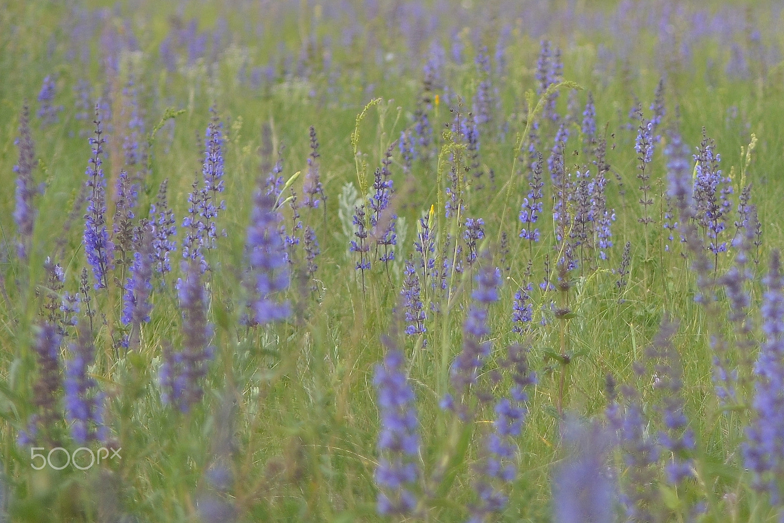 Tokina AT-X 287 AF (AF 28-70mm f/2.8) sample photo. Лето на Южном Урале photography