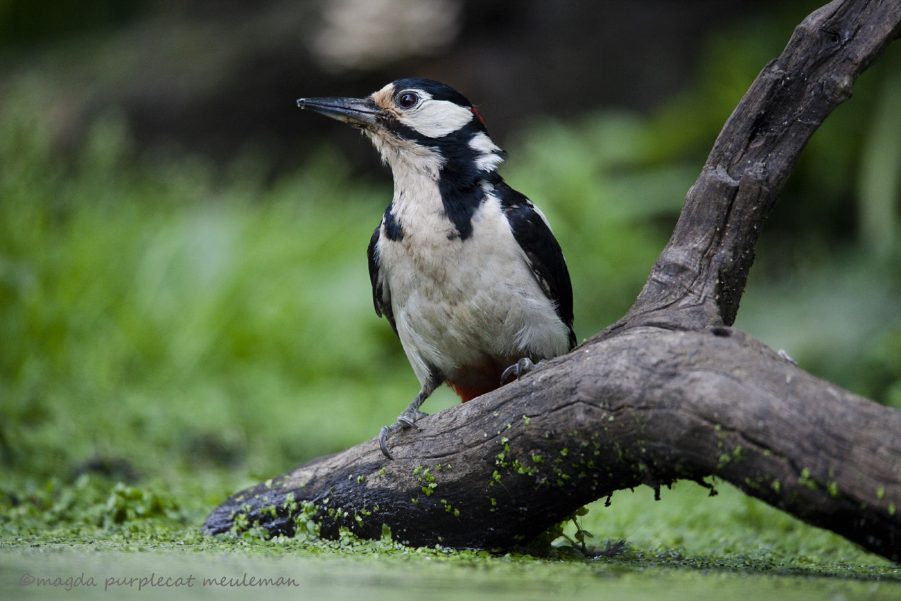 Canon EOS 5D Mark II + 150-600mm F5-6.3 DG OS HSM | Sports 014 sample photo. Great spotted woodpecker photography