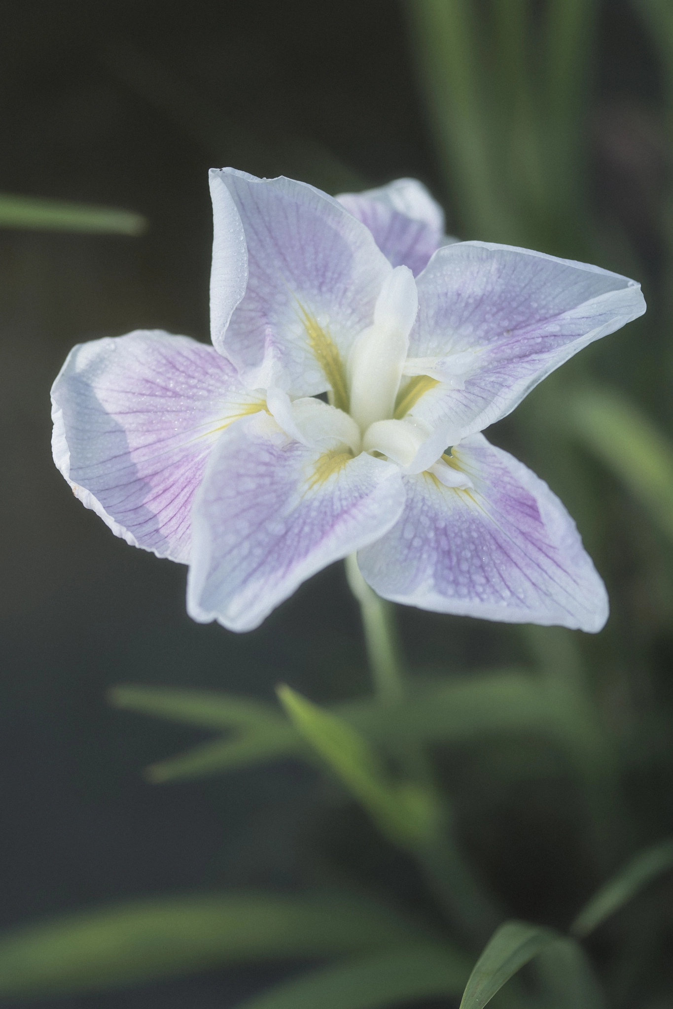 Nikon D5 sample photo. Iris of the waterside photography