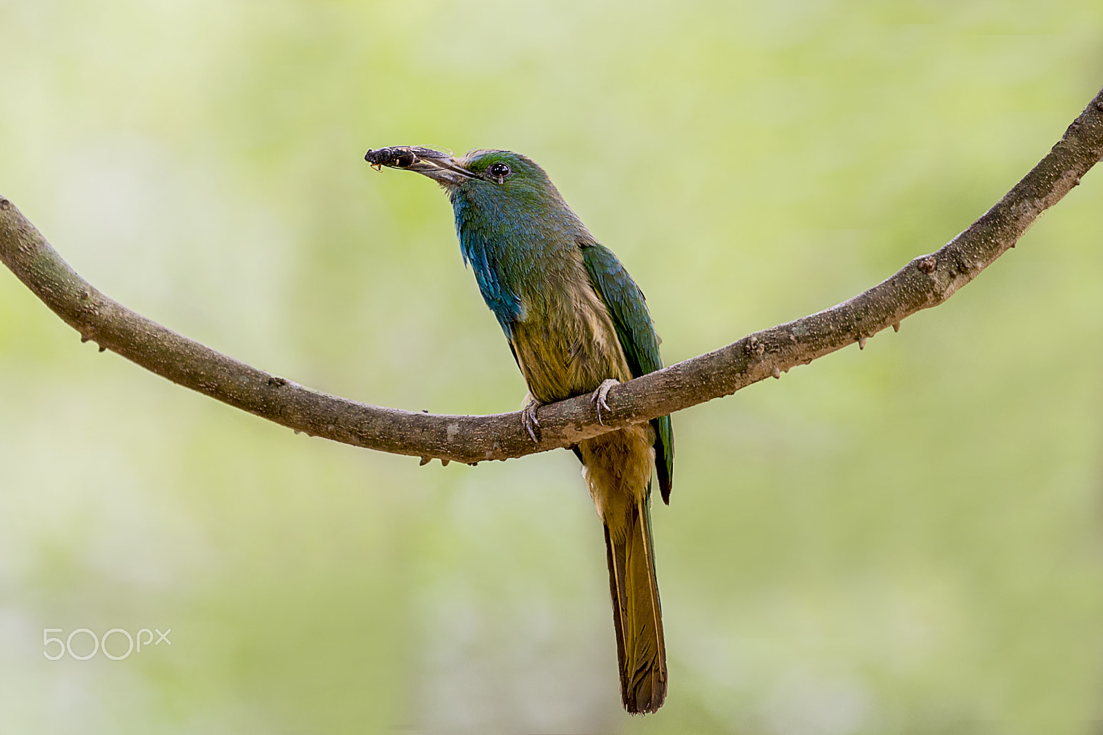 Nikon AF-S Nikkor 400mm F2.8G ED VR II sample photo. Blue bearded bee eater photography