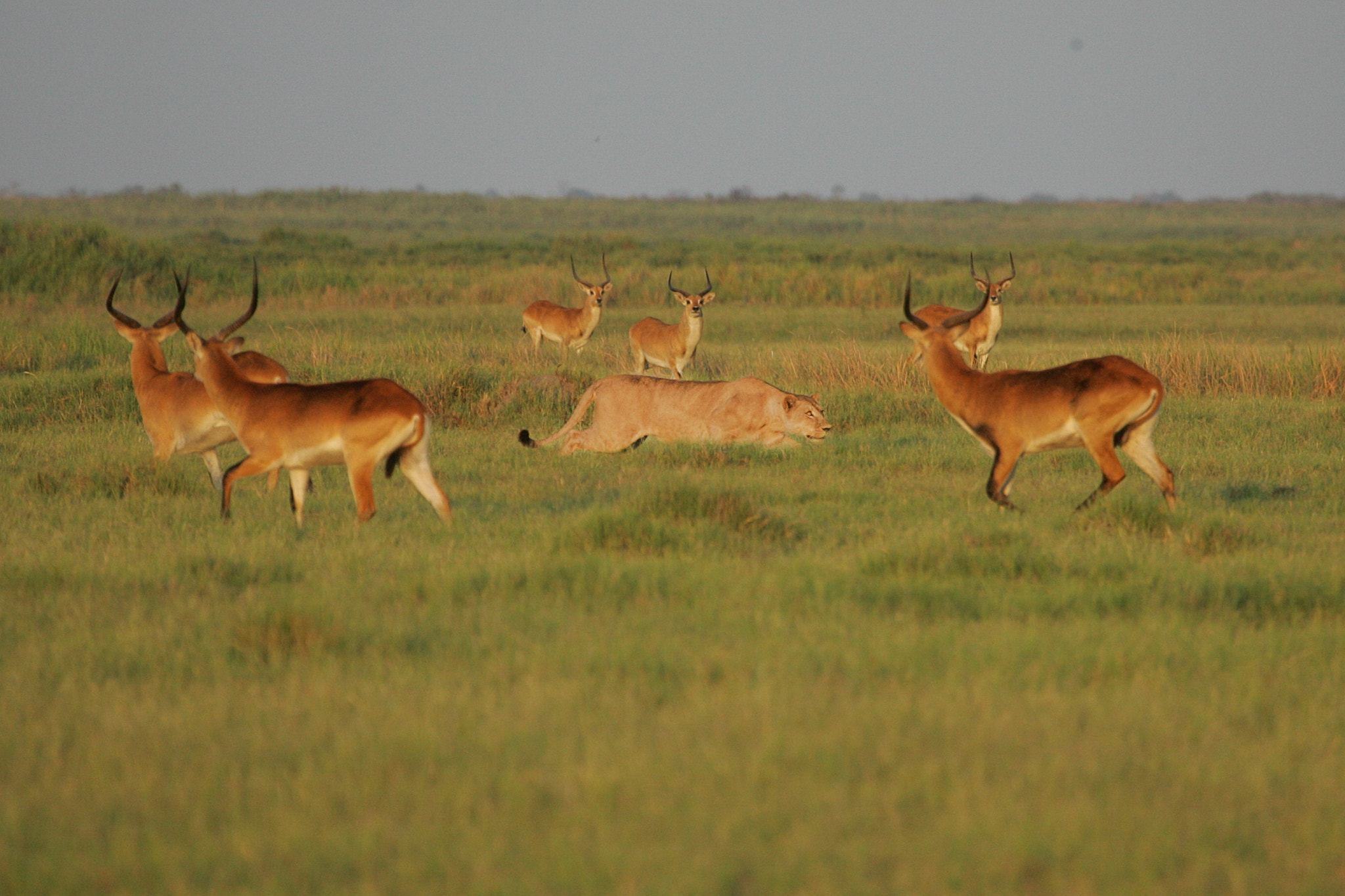 Canon EOS-1D Mark II sample photo. Most popular okavango delta safari photography