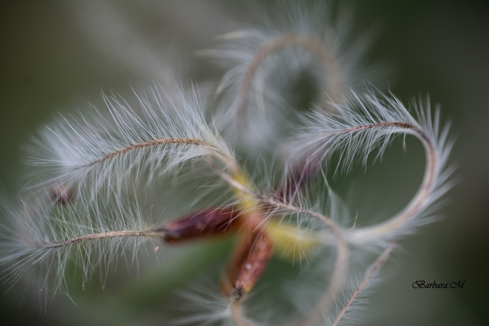Sigma 150mm F2.8 EX DG OS Macro HSM sample photo. La leggerezza dell'essere photography