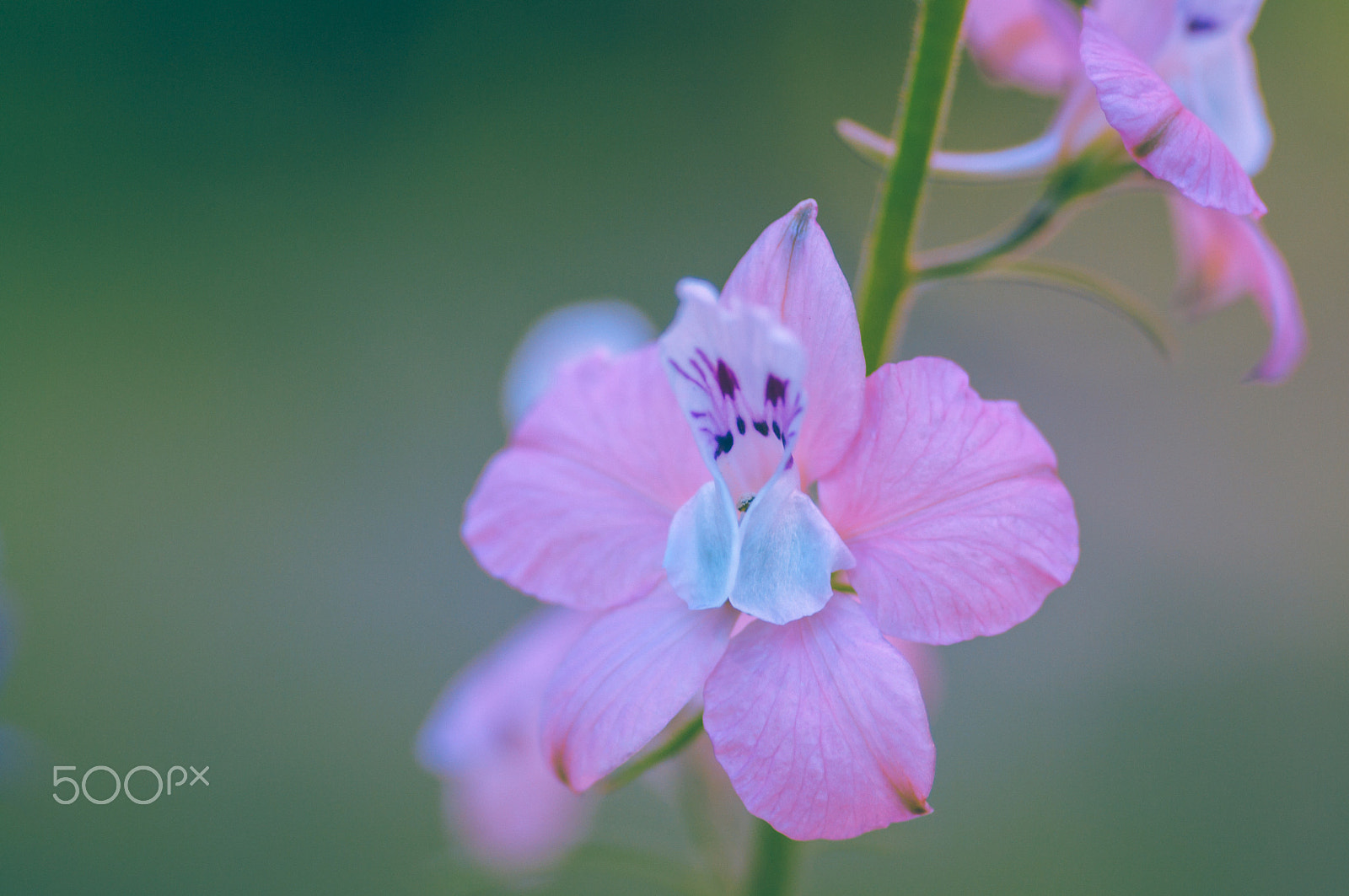 Pentax K20D + Pentax smc D-FA 100mm F2.8 macro sample photo. Tender photography