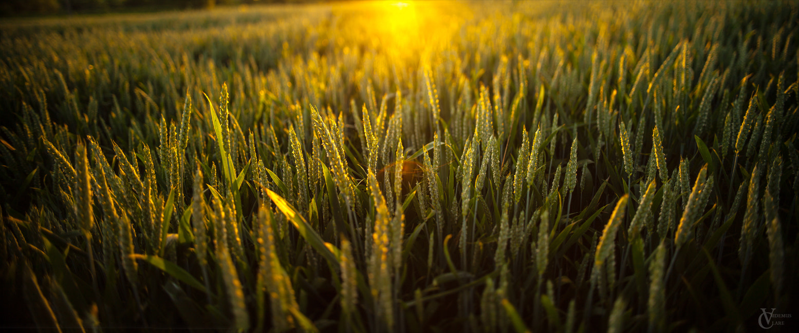 Canon EOS 5D + Canon TS-E 24mm f/3.5L sample photo. Sunset in field photography