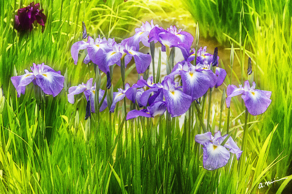 Canon EOS M3 sample photo. Iris iii photography