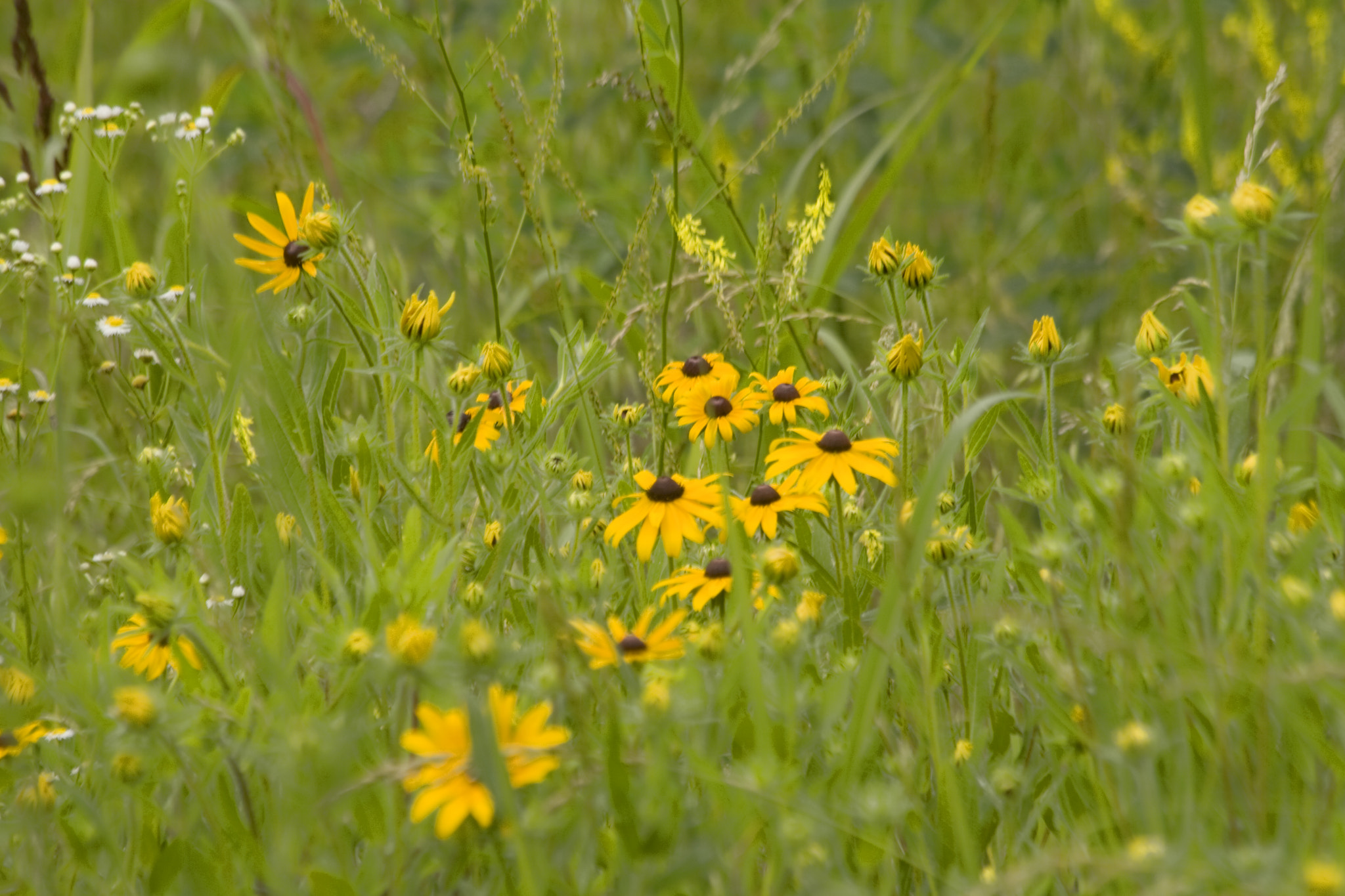 Canon EOS 400D (EOS Digital Rebel XTi / EOS Kiss Digital X) sample photo. Wild flowers photography