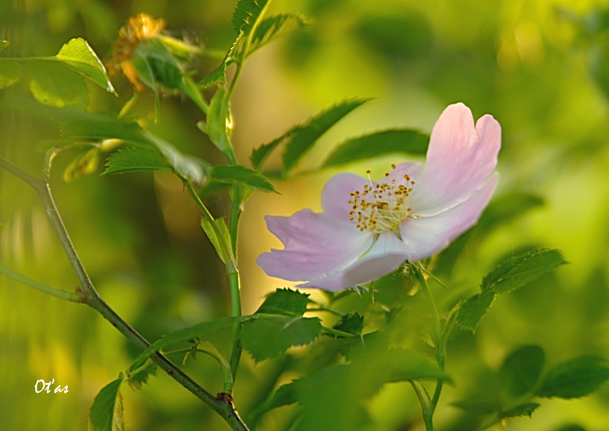 Tamron AF 28-75mm F2.8 XR Di LD Aspherical (IF) sample photo. Brier flower photography
