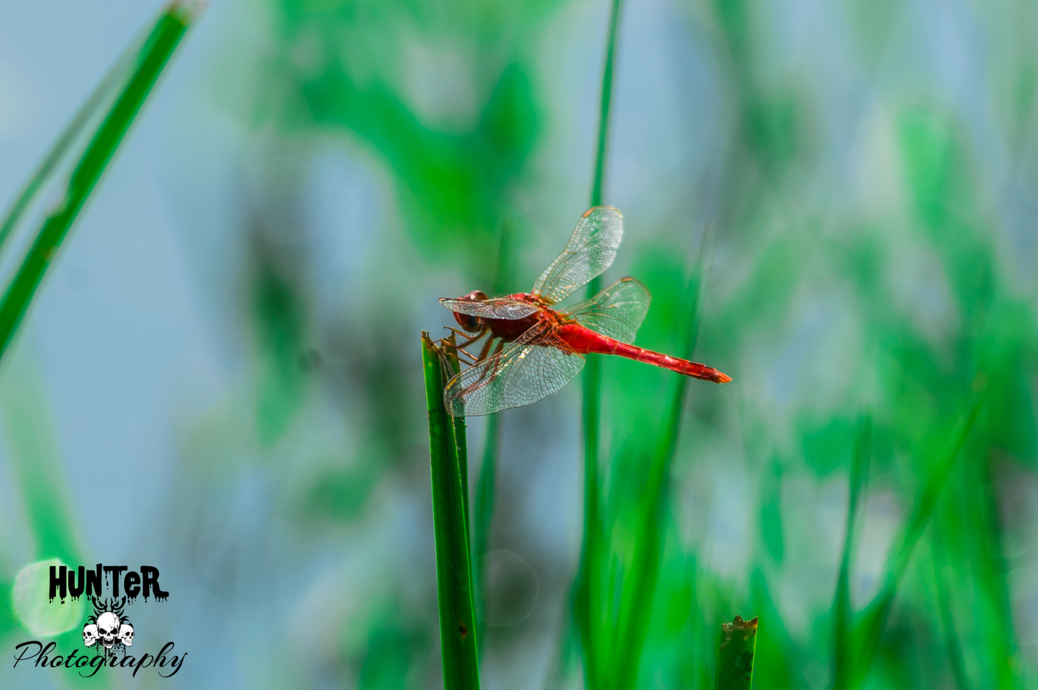 Pentax K-S1 + HD Pentax DA 55-300mm F4.0-5.8 ED WR sample photo. #dragonfly photography