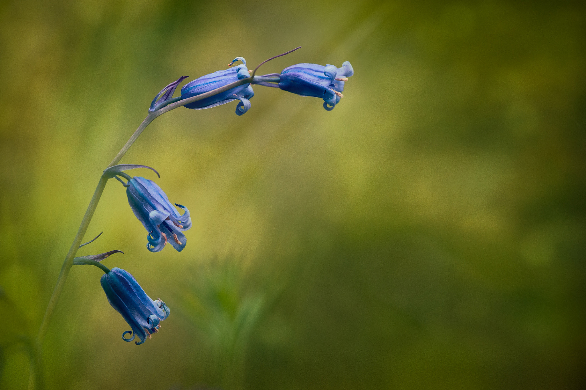 Sigma 150mm F2.8 EX DG Macro HSM sample photo. Bluebell stem photography