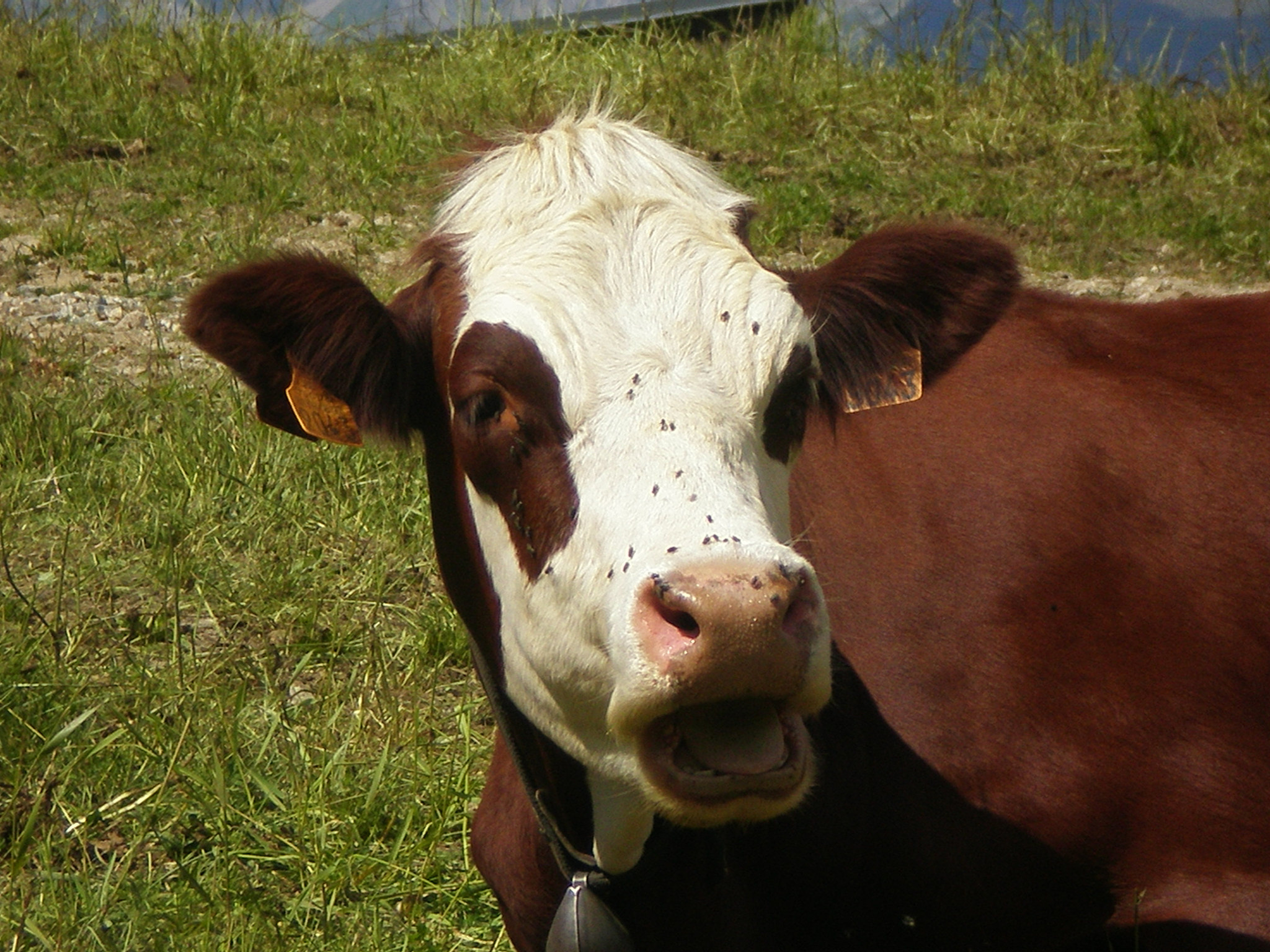 Olympus FE230/X790 sample photo. Vache photography