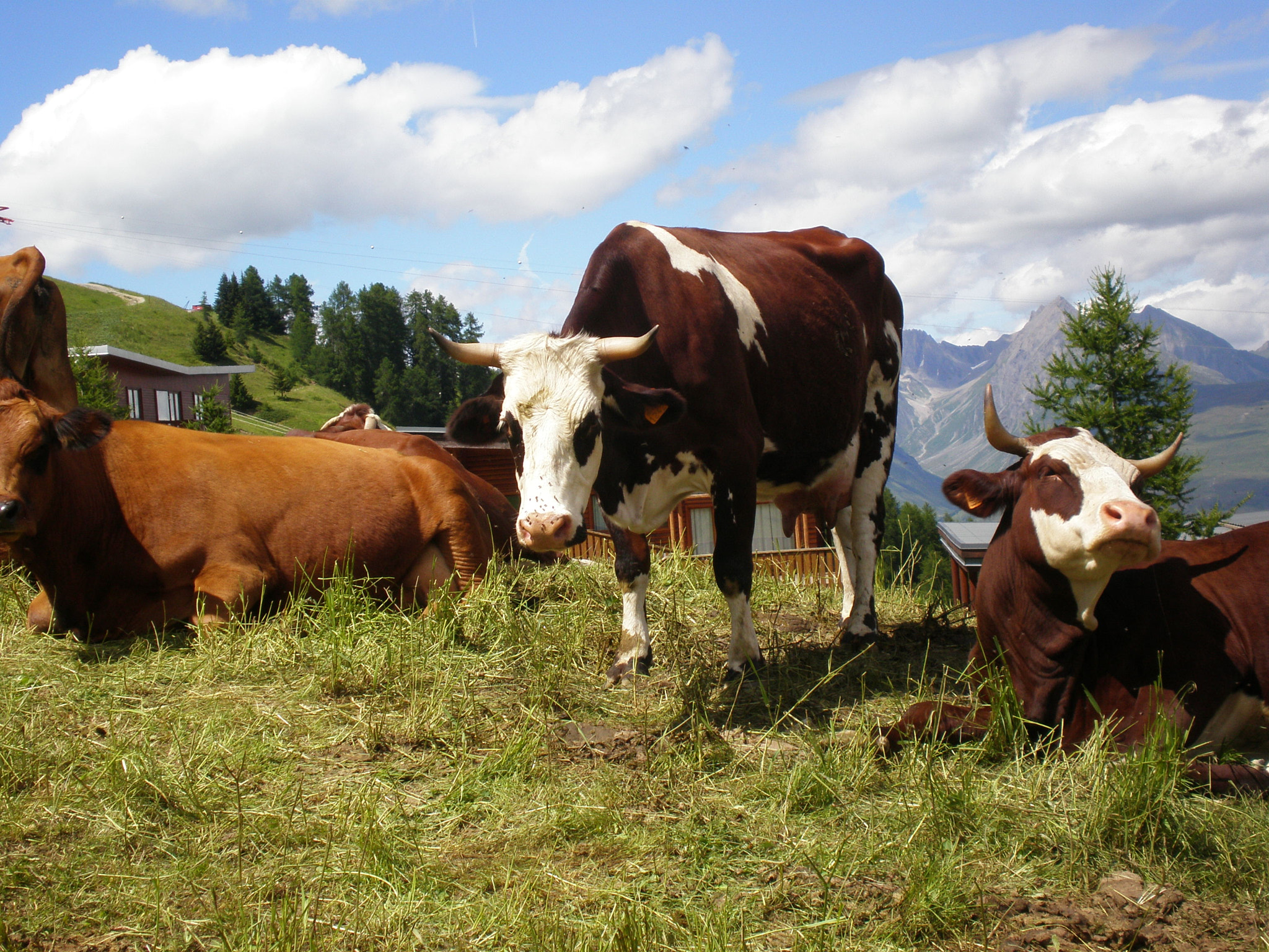 Olympus FE230/X790 sample photo. Vaches en montagne photography