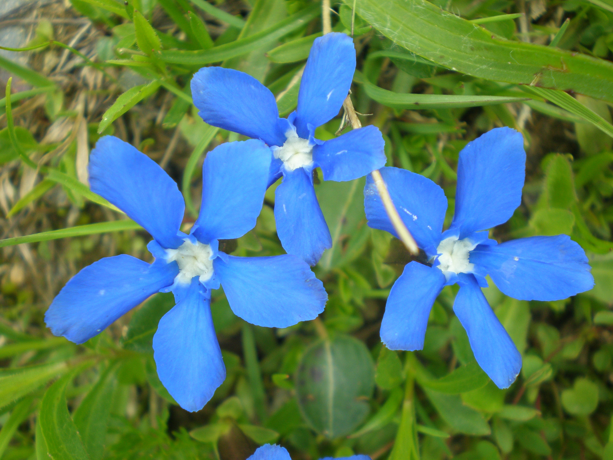 Olympus FE230/X790 sample photo. Fleurs bleues de montagne photography