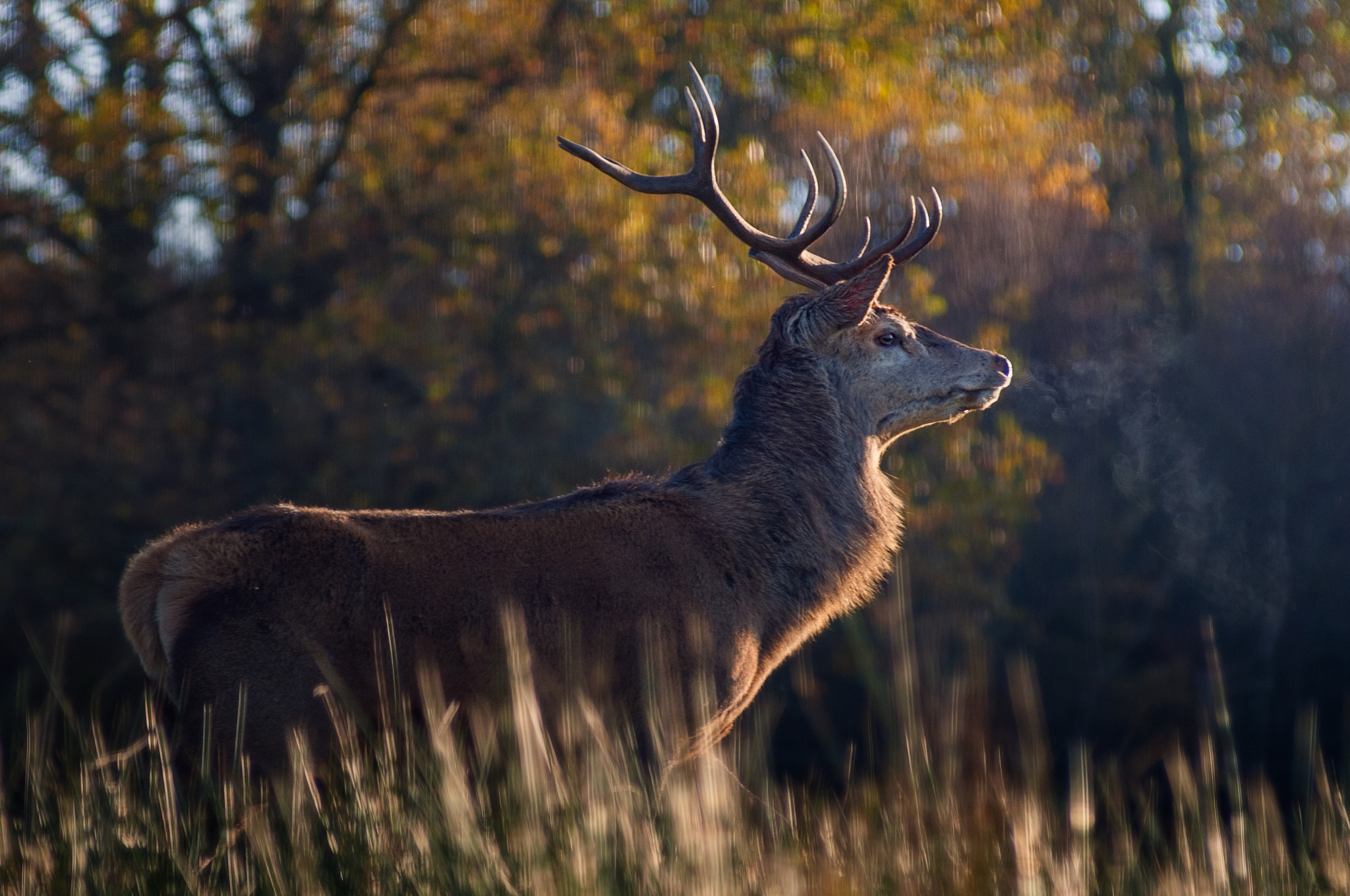 AF Zoom-Nikkor 80-200mm f/2.8 ED sample photo. Autumn photography