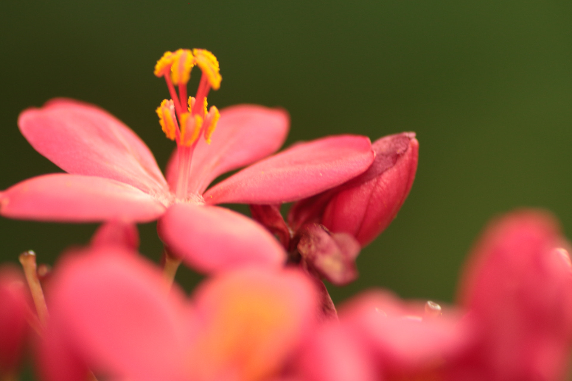 Canon EOS 650D (EOS Rebel T4i / EOS Kiss X6i) + Tamron SP AF 90mm F2.8 Di Macro sample photo. Red photography