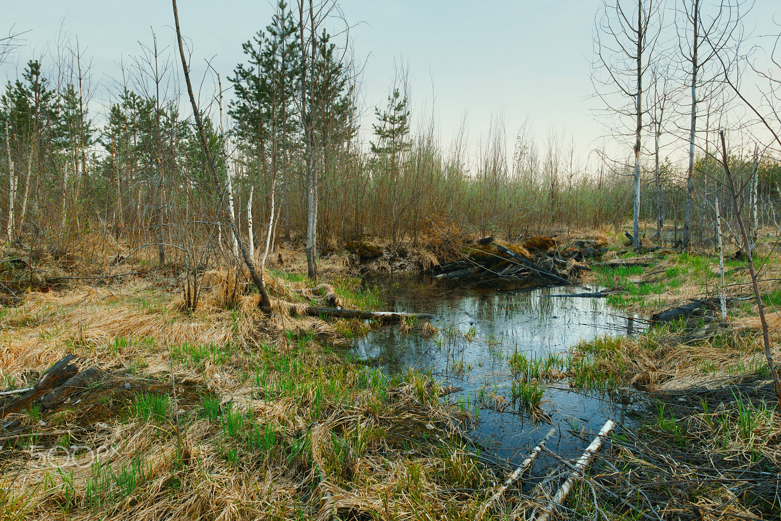 17.0 - 40.0 mm sample photo. Siberian bog photography