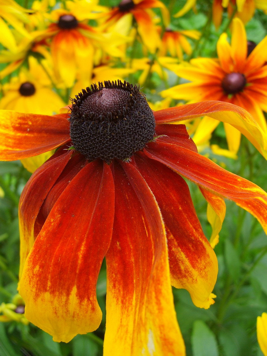 Samsung Digimax S600 / Kenox S600 / Digimax Cyber 630 sample photo. Flower photography