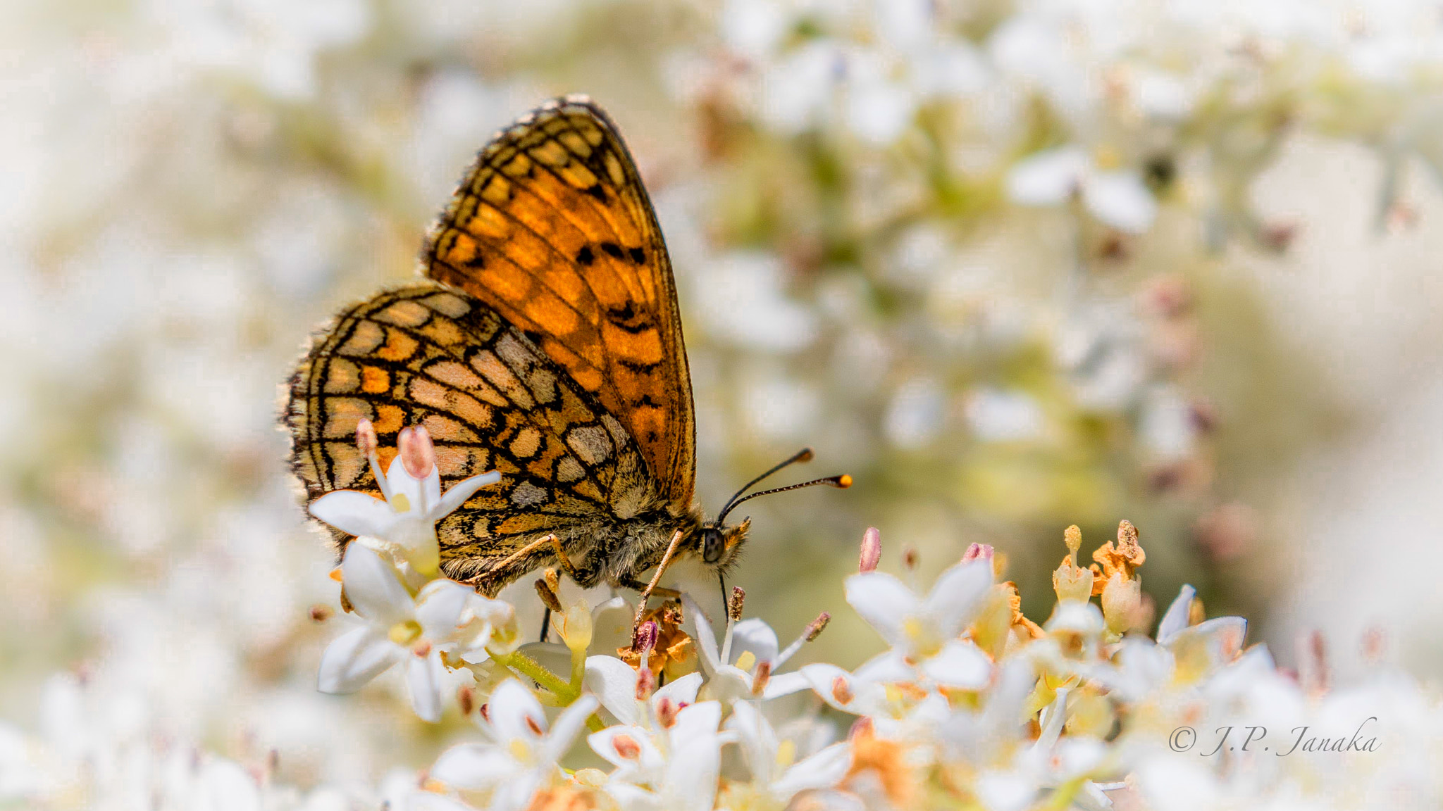 Canon EF 100-400mm F4.5-5.6L IS II USM sample photo. Papillon photography