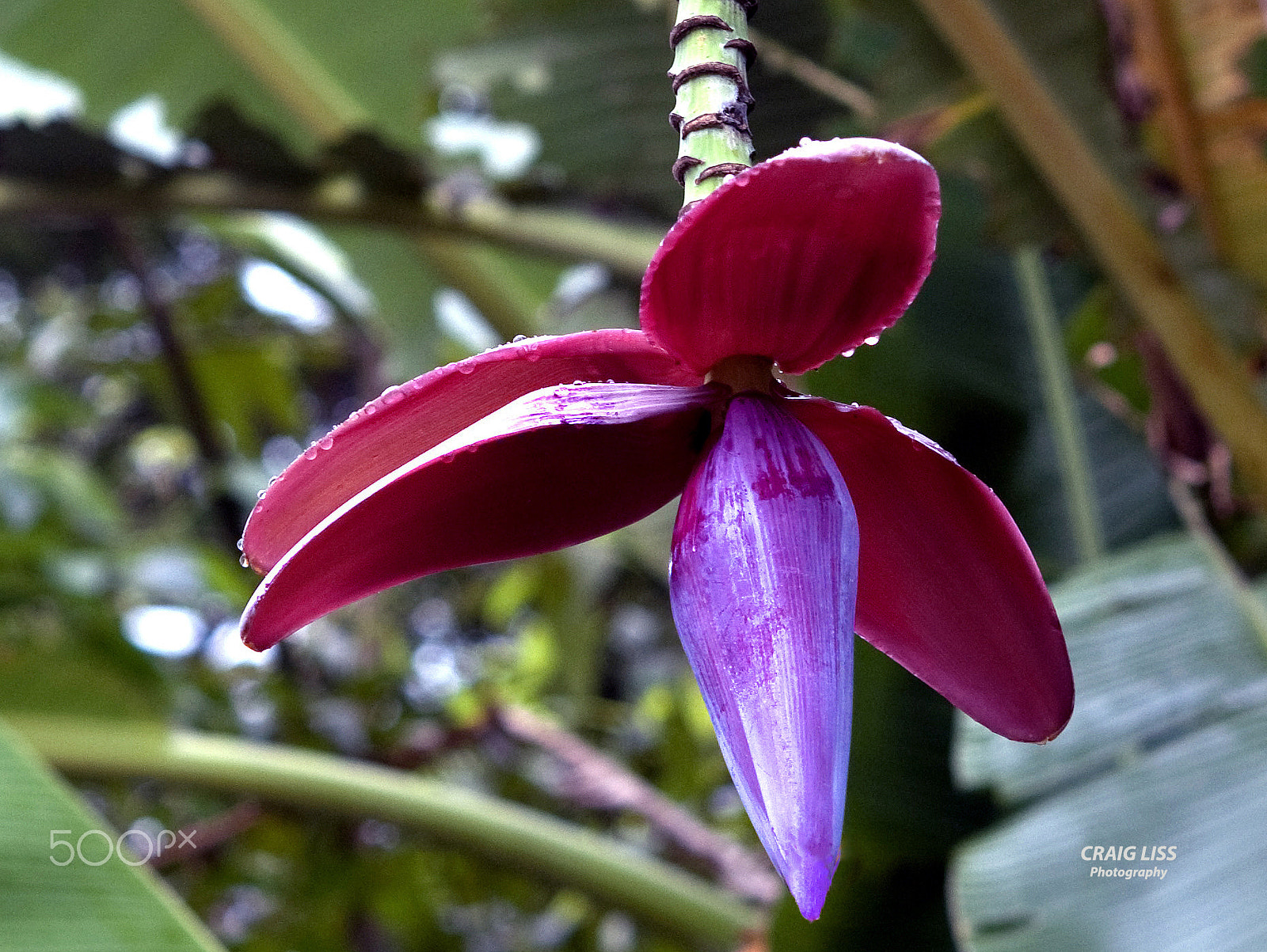 Nikon AF-S Micro-Nikkor 60mm F2.8G ED sample photo. Banana plant blossom photography