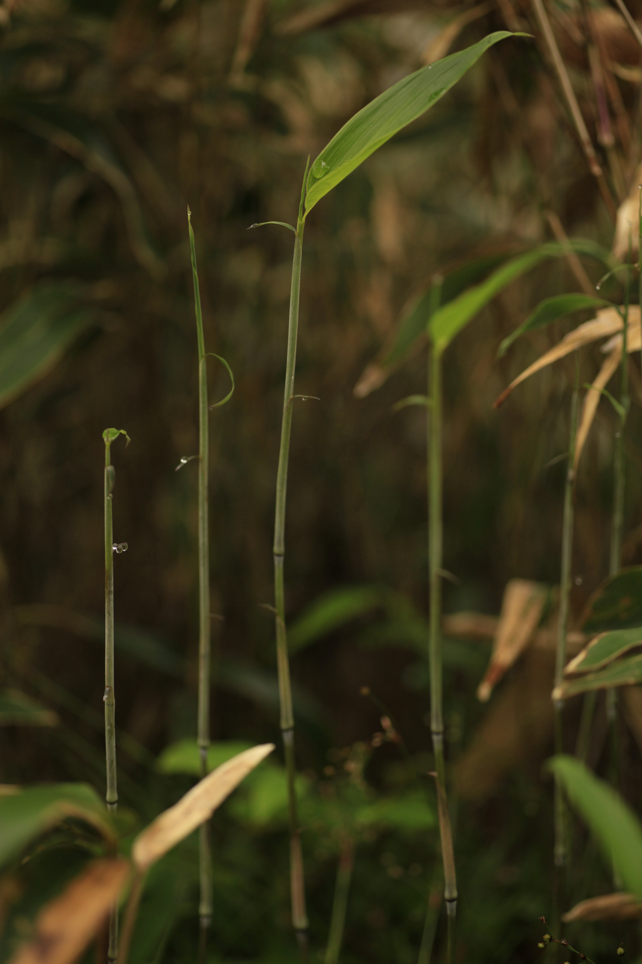 Sigma 50mm f/1.4 EX DG HSM + 1.4x sample photo. Shooters photography