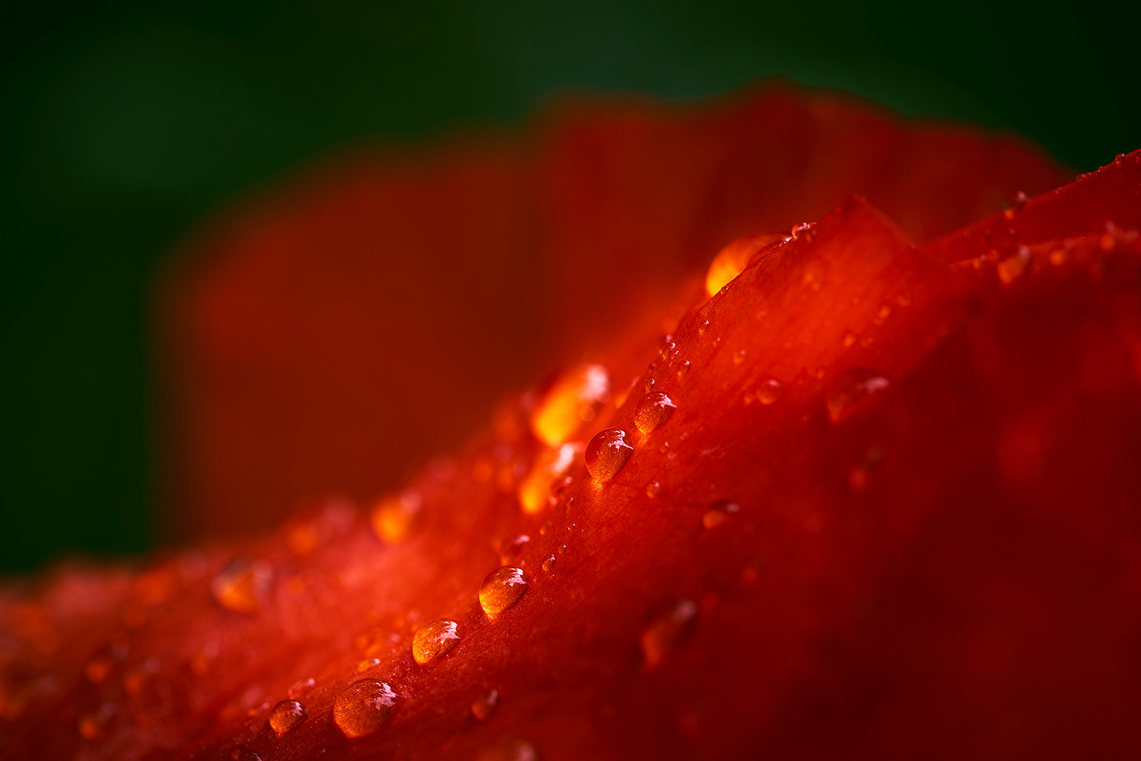 100mm F2.8 SSM sample photo. Poppy after rain photography