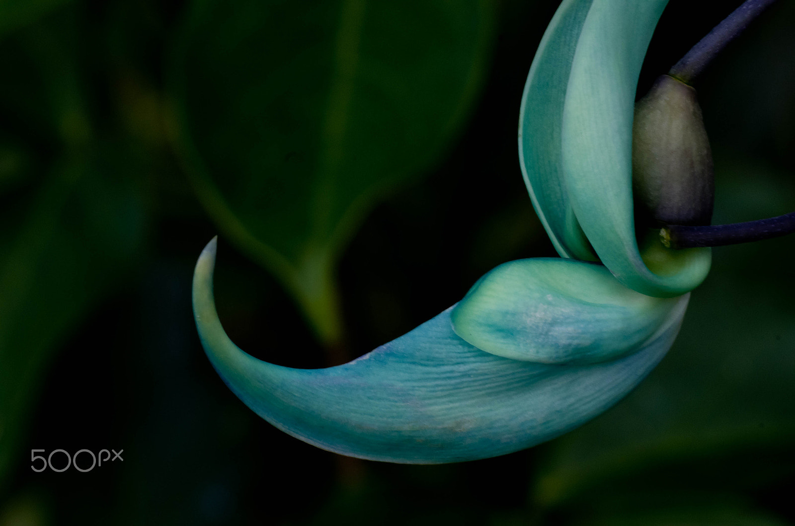 Pentax K-50 + Sigma sample photo. Blue hook photography