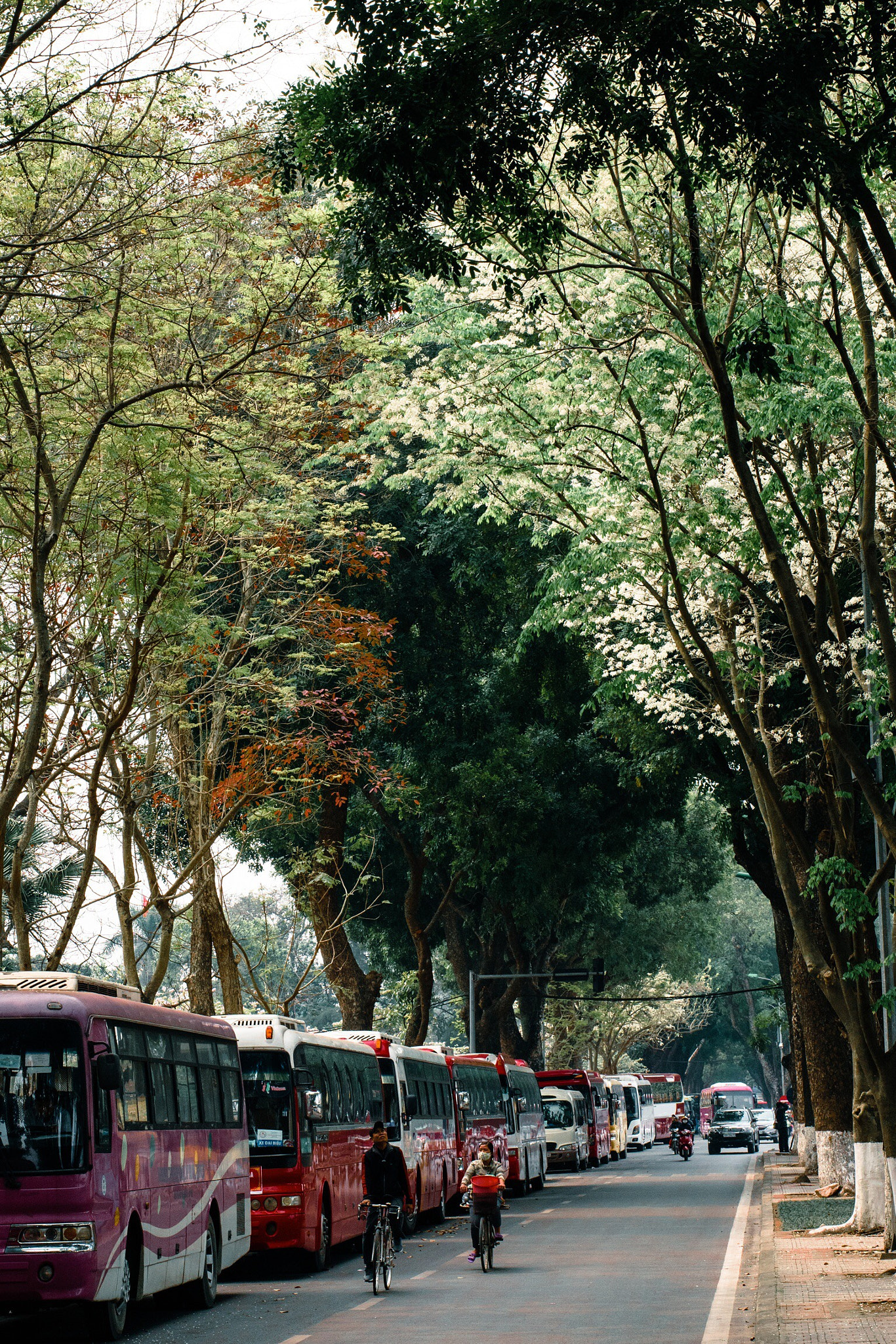 ZEISS Otus 55mm F1.4 sample photo. Trees photography