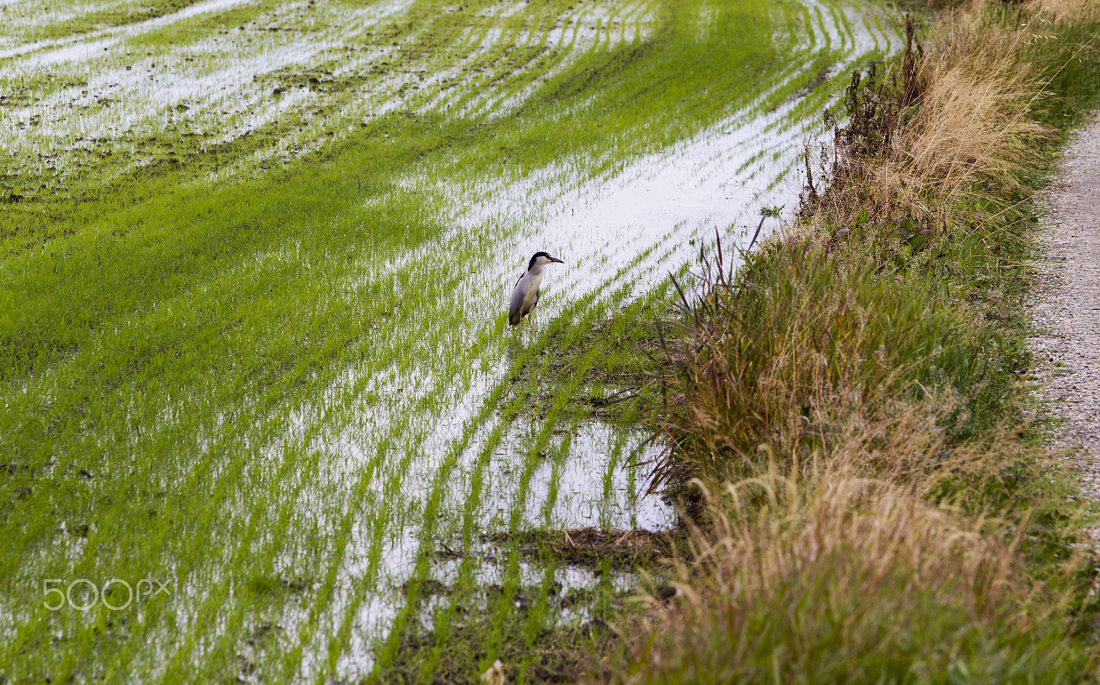 Canon EOS M sample photo. Cavaliere d'italia walking in rice fields photography