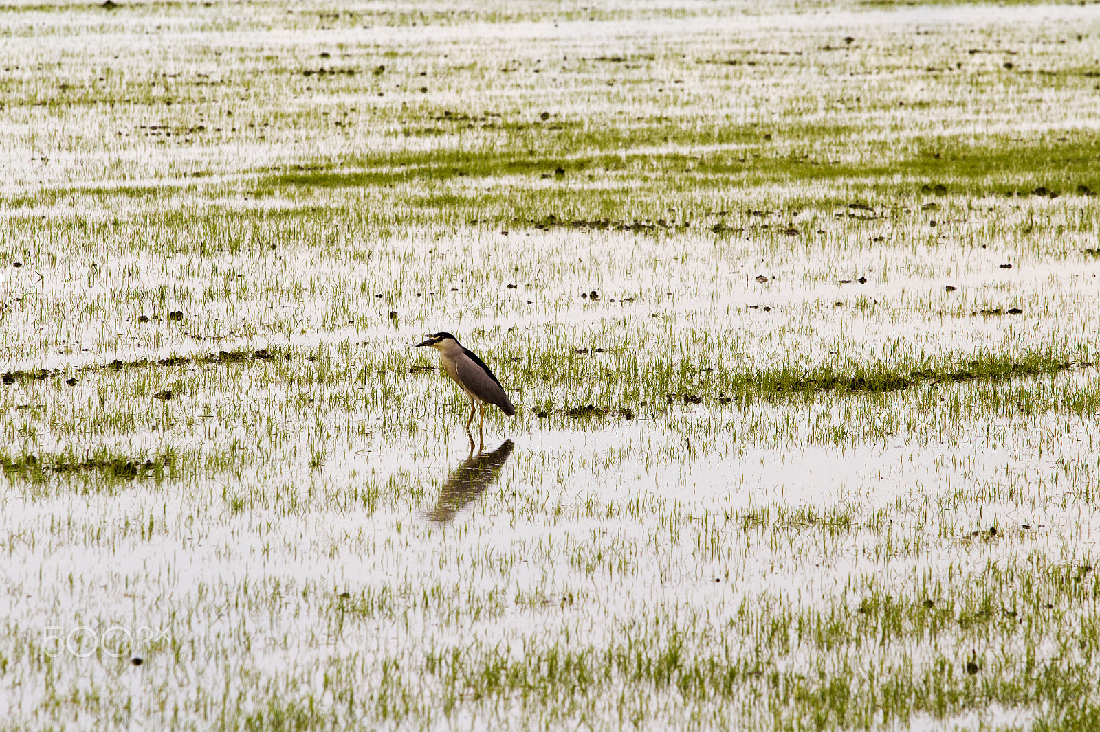 Canon EOS M sample photo. Cavaliere d'italia walking in rice fields photography
