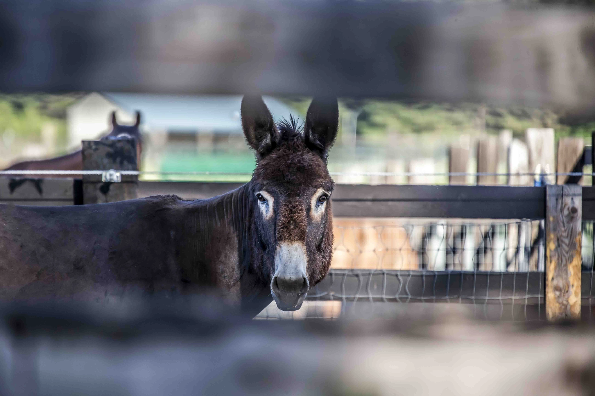 Canon EF 100-400mm F4.5-5.6L IS USM sample photo. Mule photography