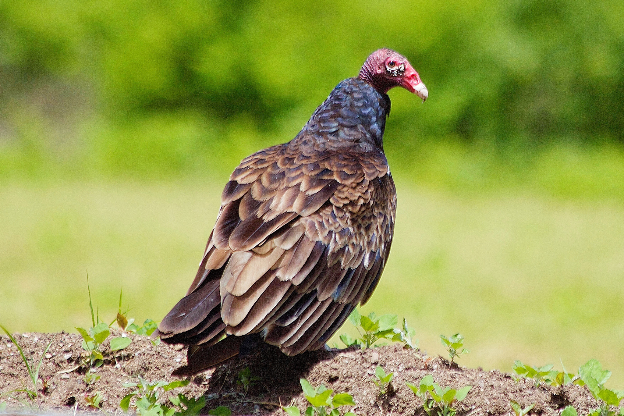 Canon EF 70-300mm F4-5.6 IS USM sample photo. Vulture photography