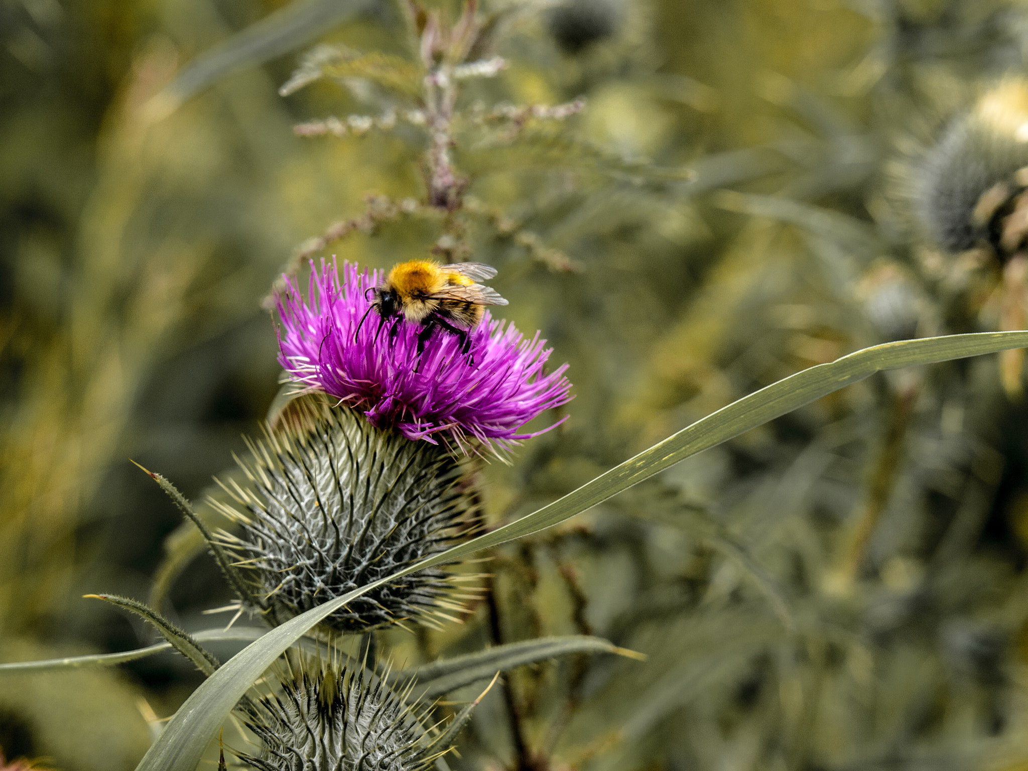 Olympus Zuiko Digital 14-54mm F2.8-3.5 II sample photo. Bumble bee photography